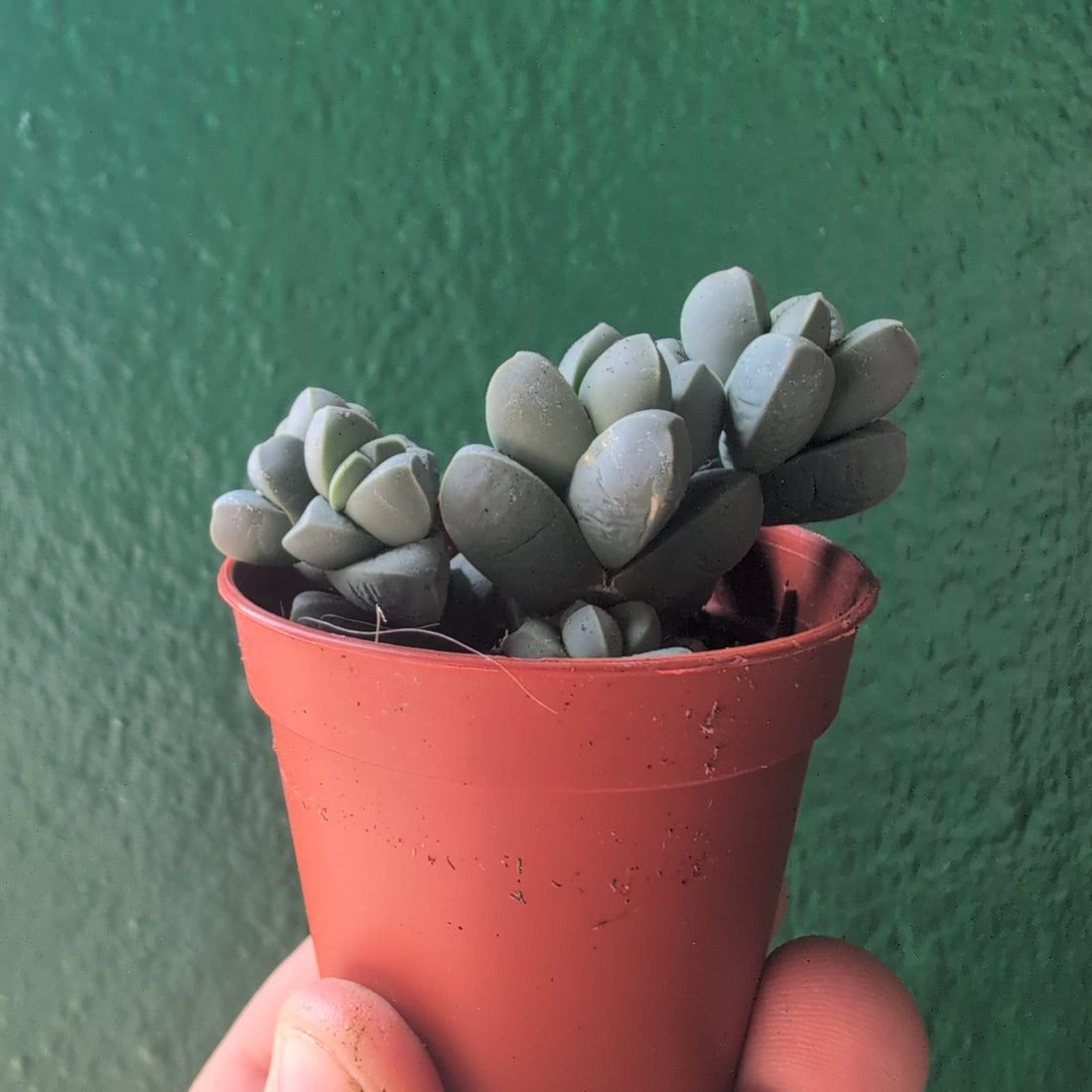 Delosperma lehmannii (Ice Plant)