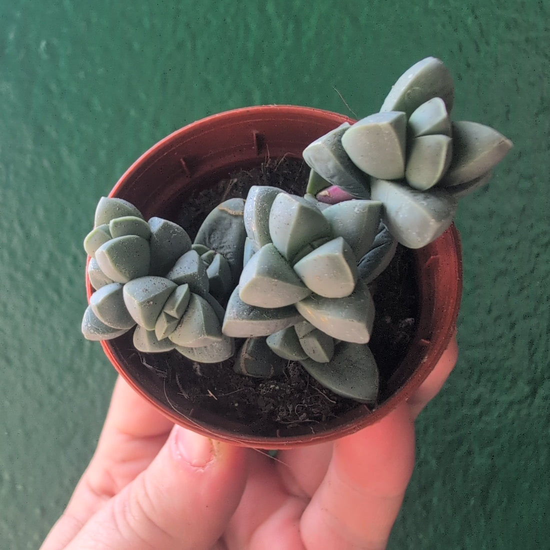 Delosperma lehmannii (Ice Plant)