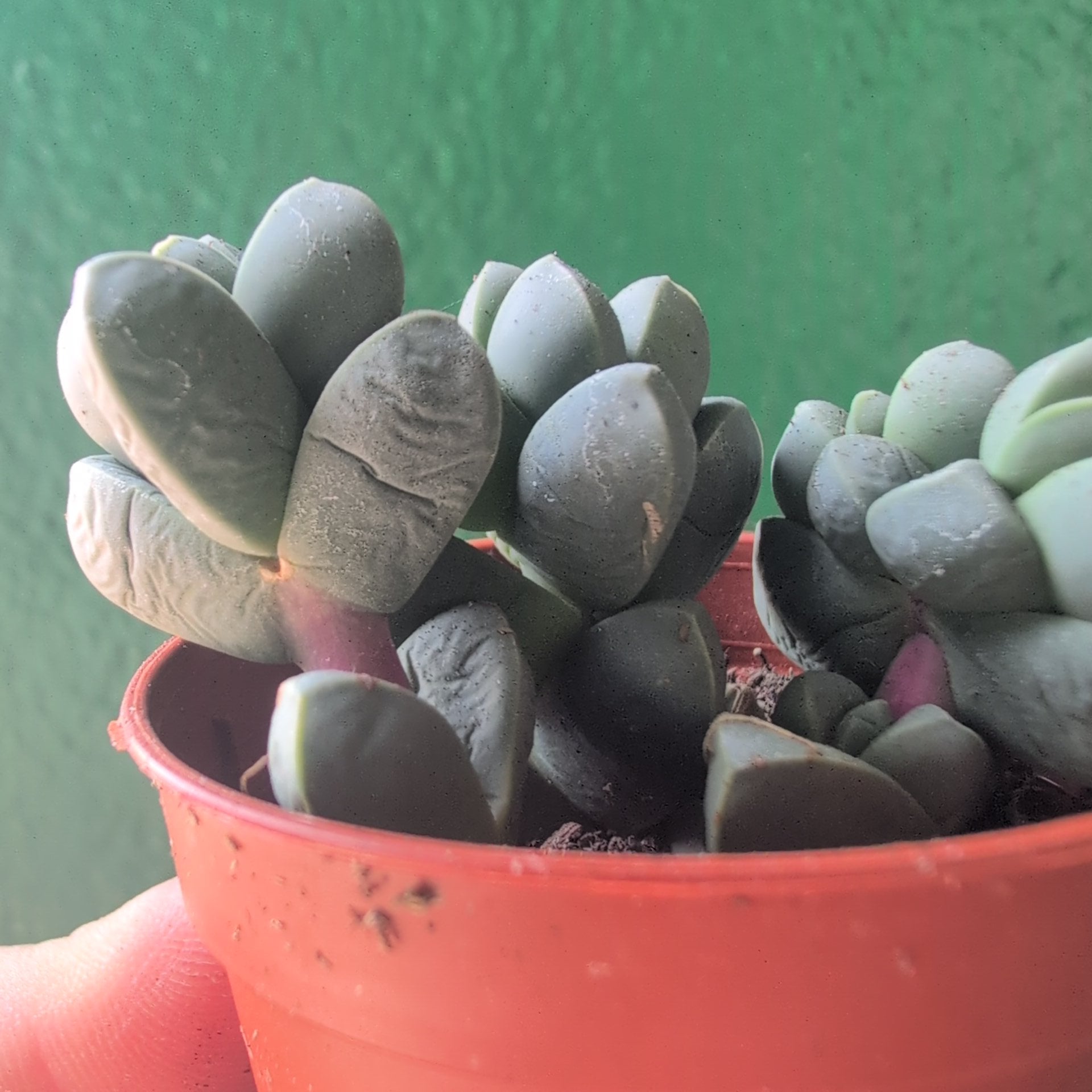 Delosperma lehmannii (Ice Plant)