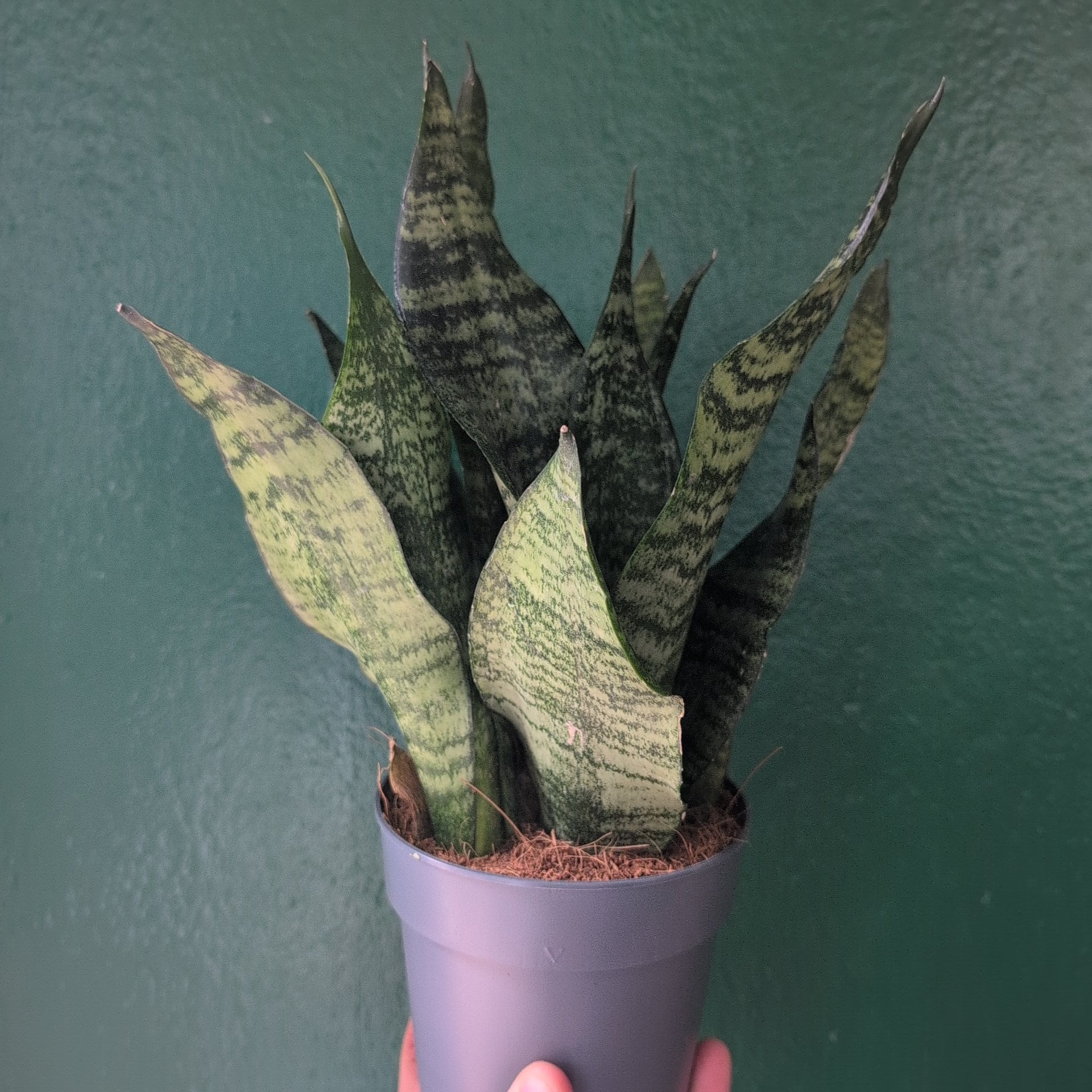Sansevieria trifasciata &