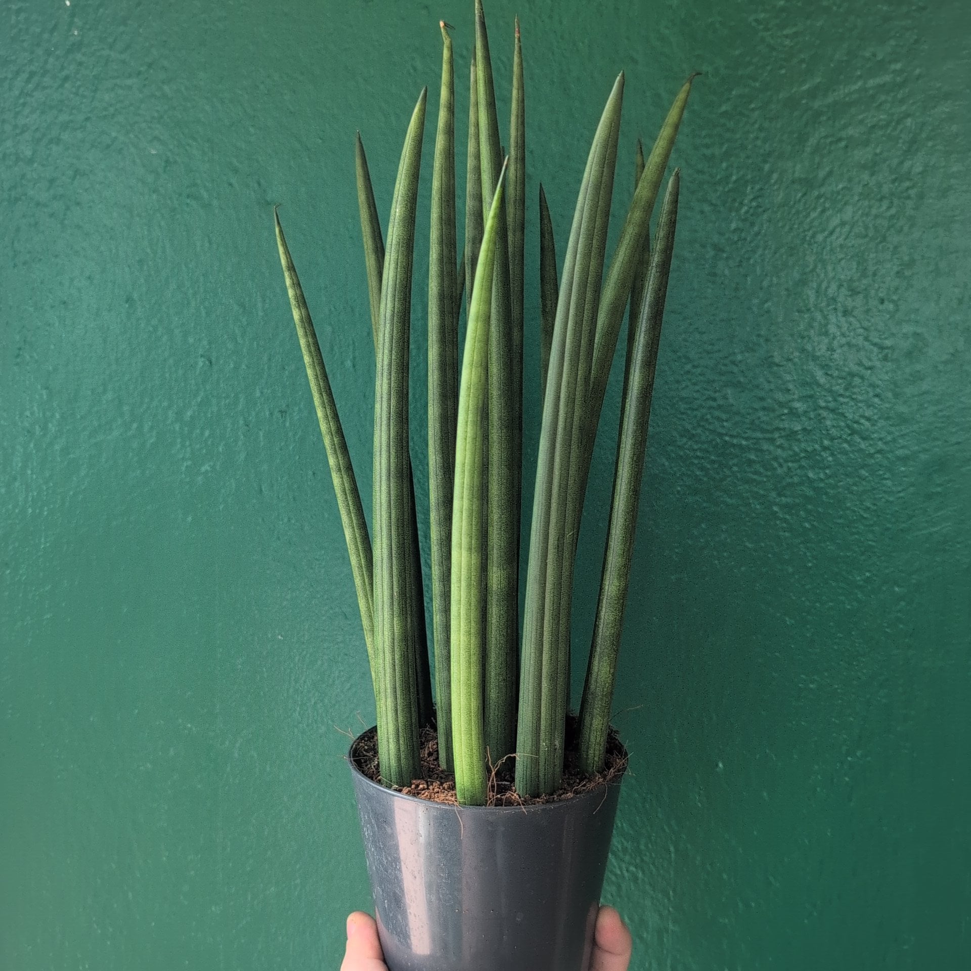 Sansevieria bacularis &
