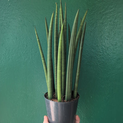 Sansevieria bacularis &