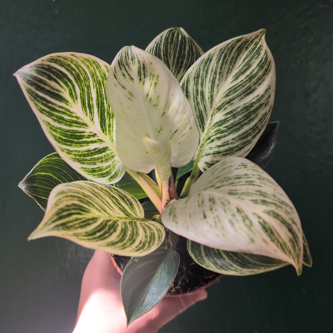 Philodendron birkin &