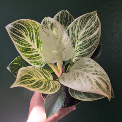 Philodendron birkin &