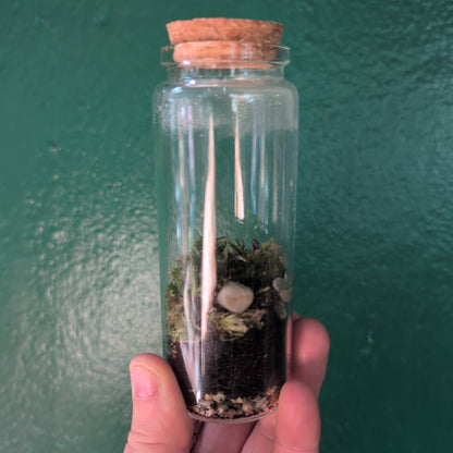 Mossarium