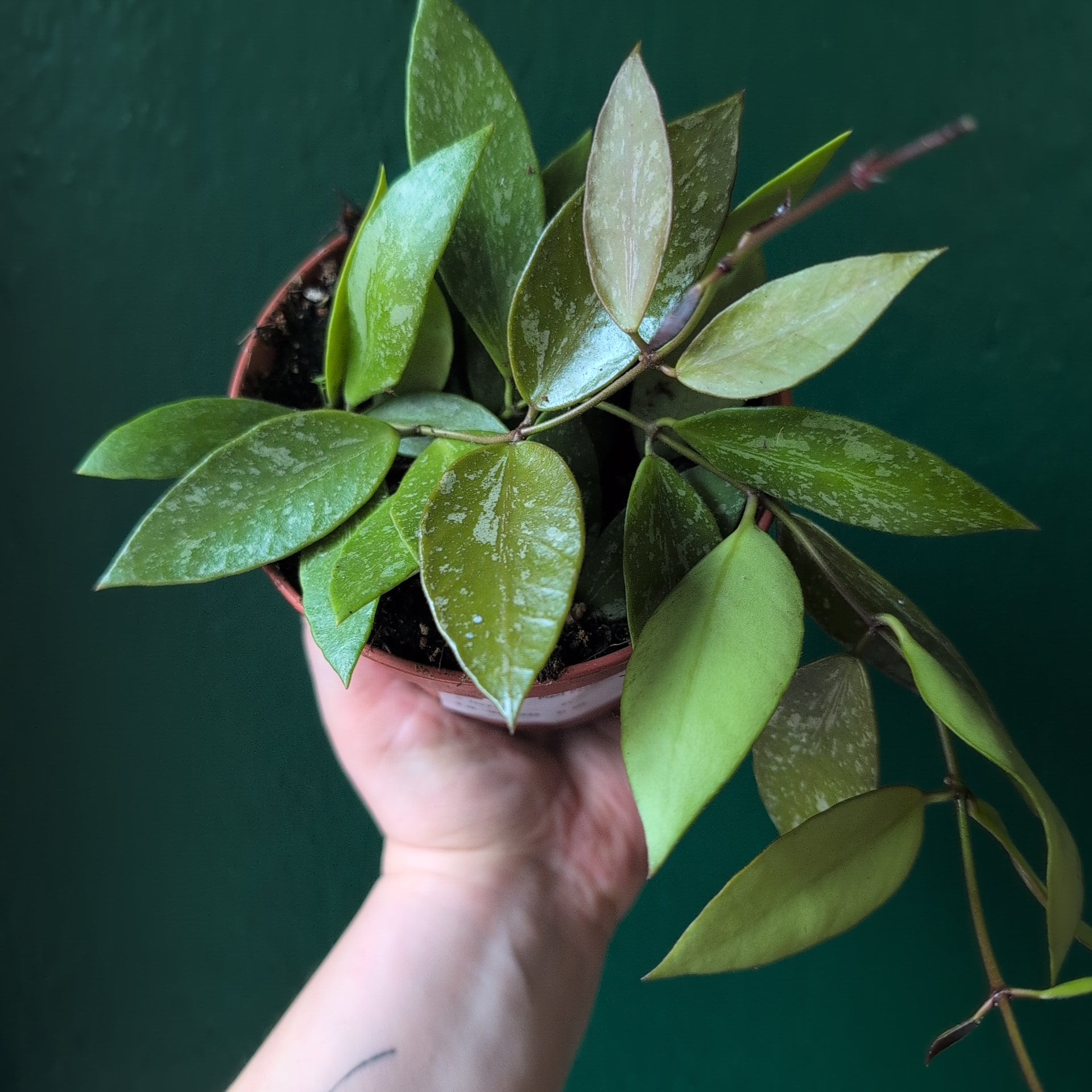 Hoya carnosa &