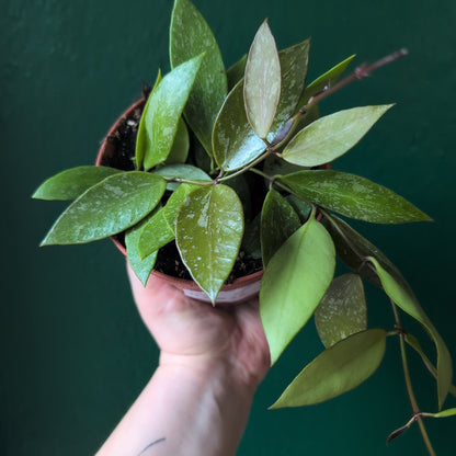 Hoya carnosa &