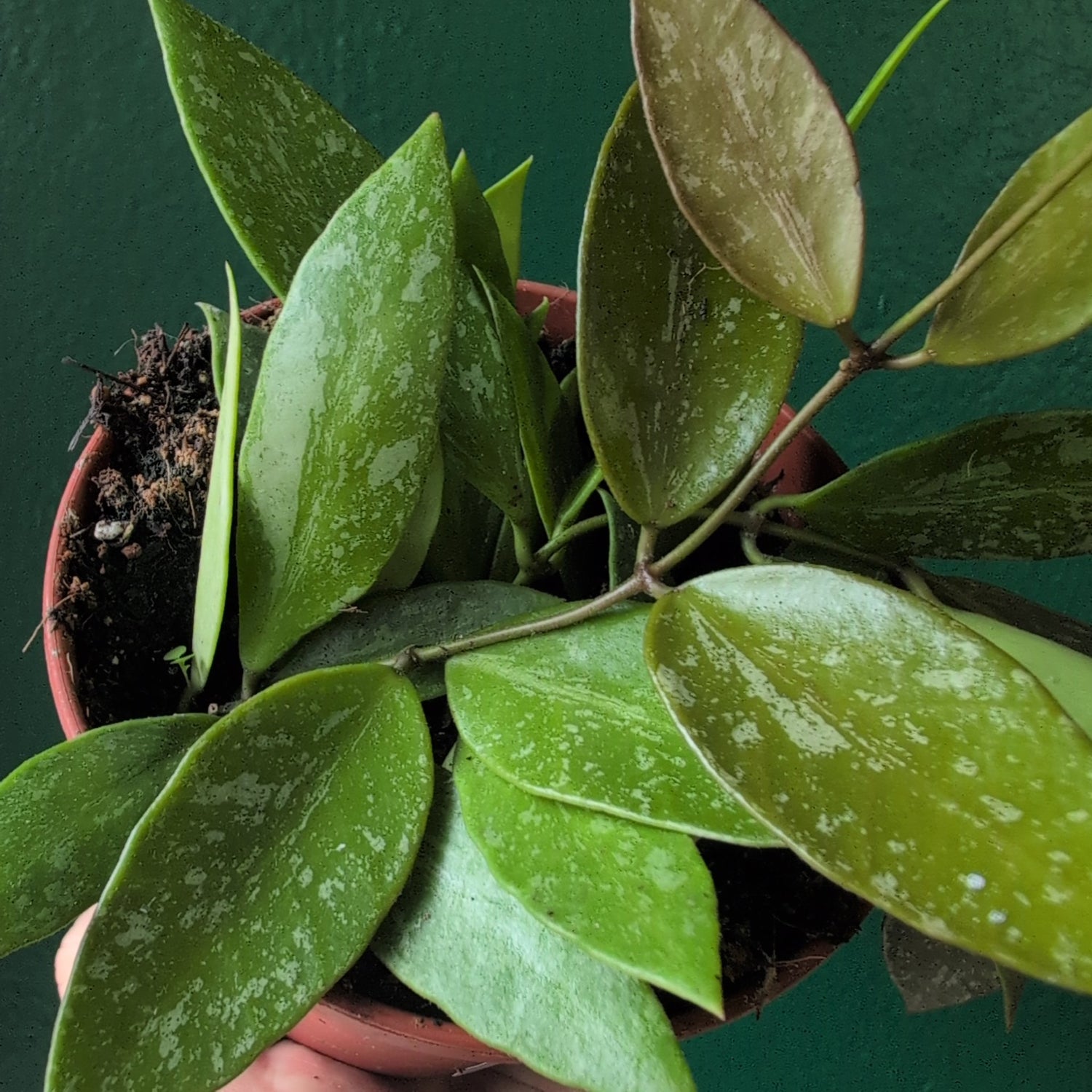 Hoya carnosa &