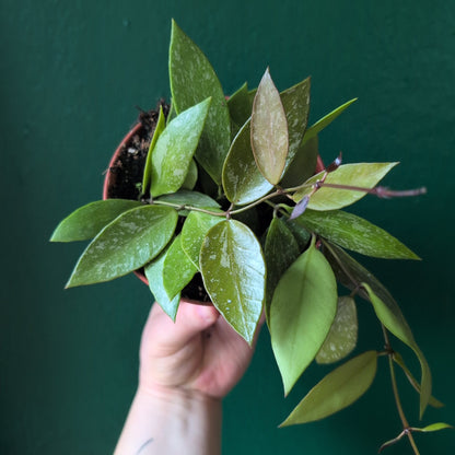 Hoya carnosa &