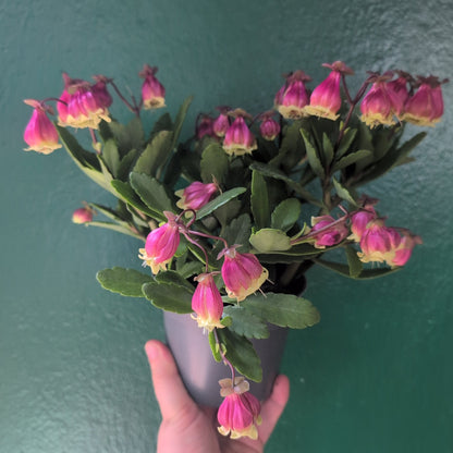 Kalanchoe &