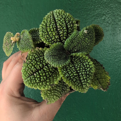 Pilea involucrata &