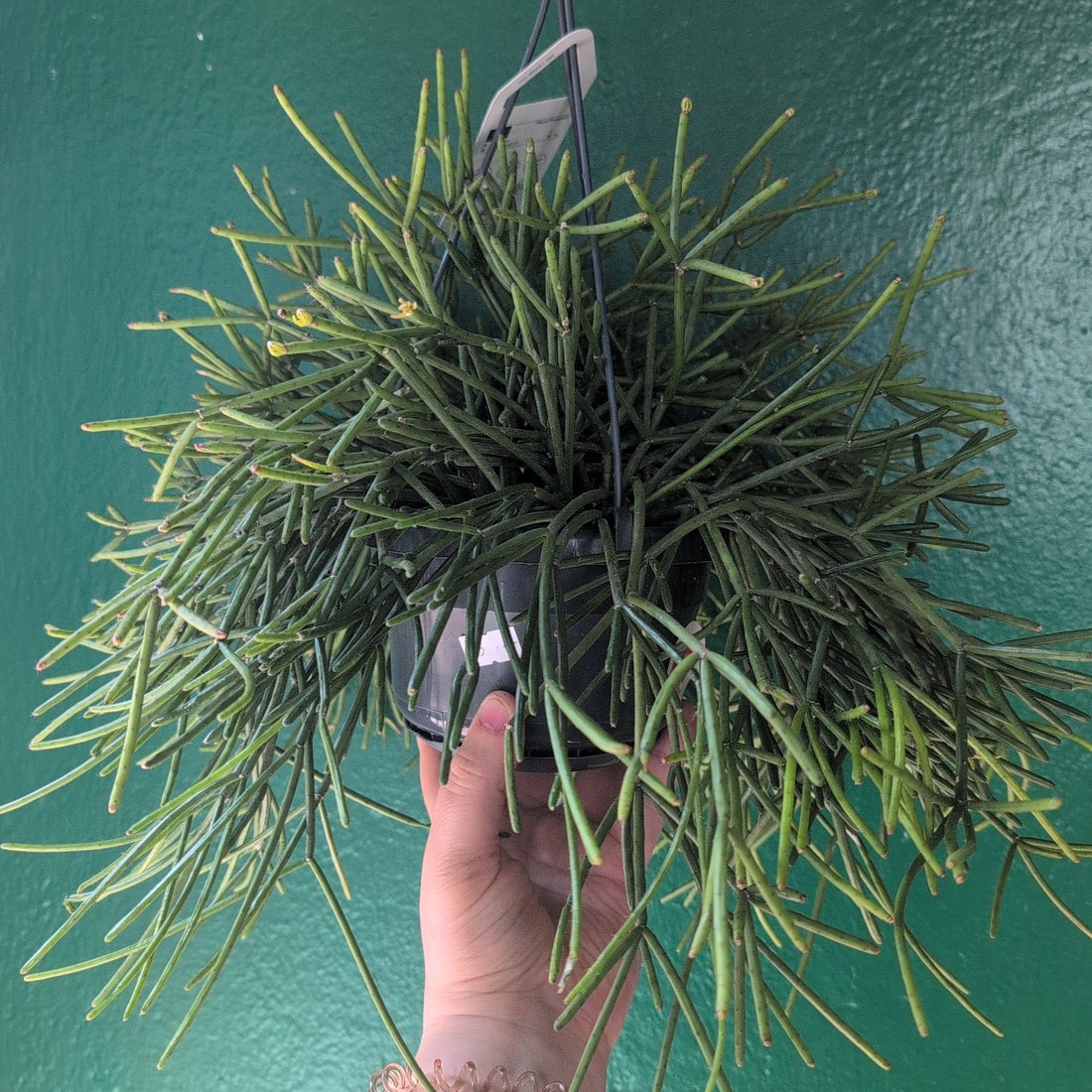 Rhipsalis cassutha (Mistletoe Cactus)