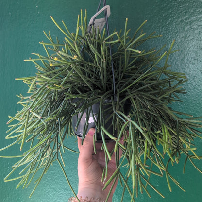 Rhipsalis cassutha (Mistletoe Cactus)
