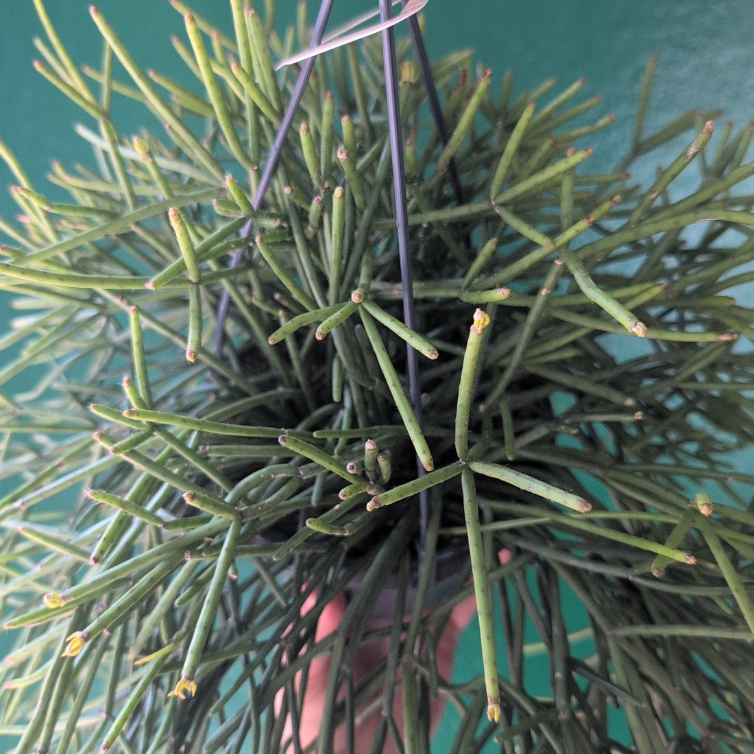 Rhipsalis cassutha (Mistletoe Cactus)