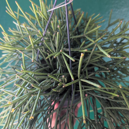 Rhipsalis cassutha (Mistletoe Cactus)