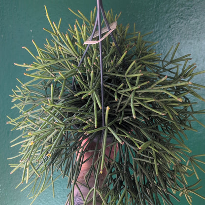 Rhipsalis cassutha (Mistletoe Cactus)