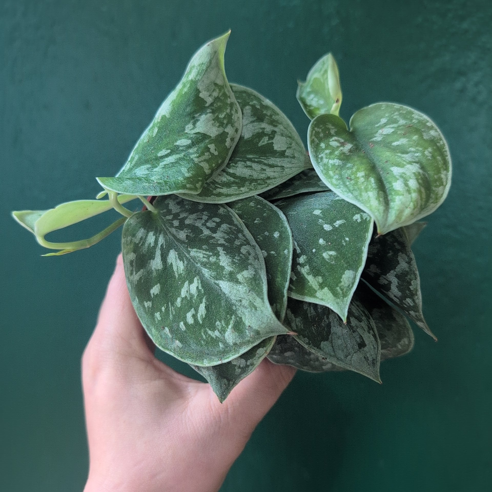 Scindapsus pictus &