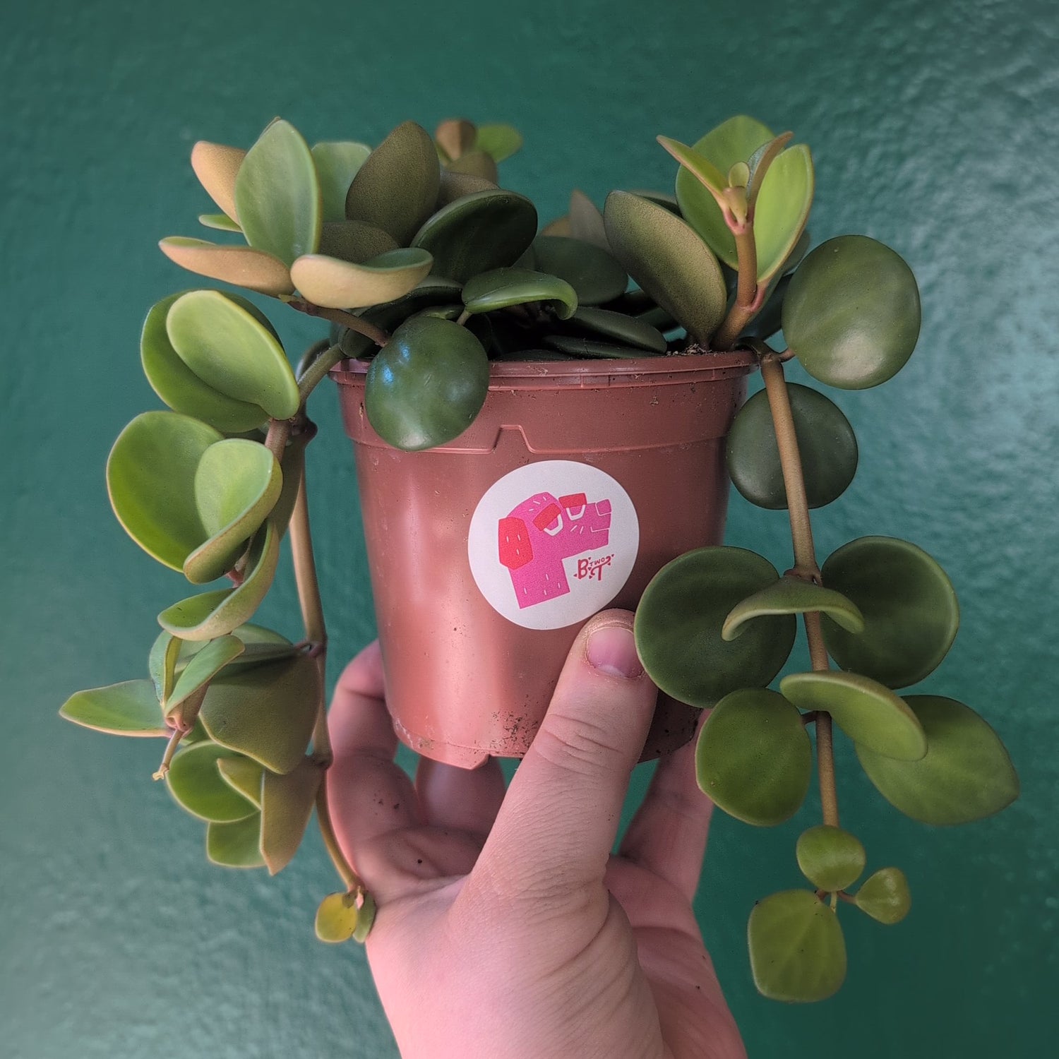 Peperomia tetraphylla &