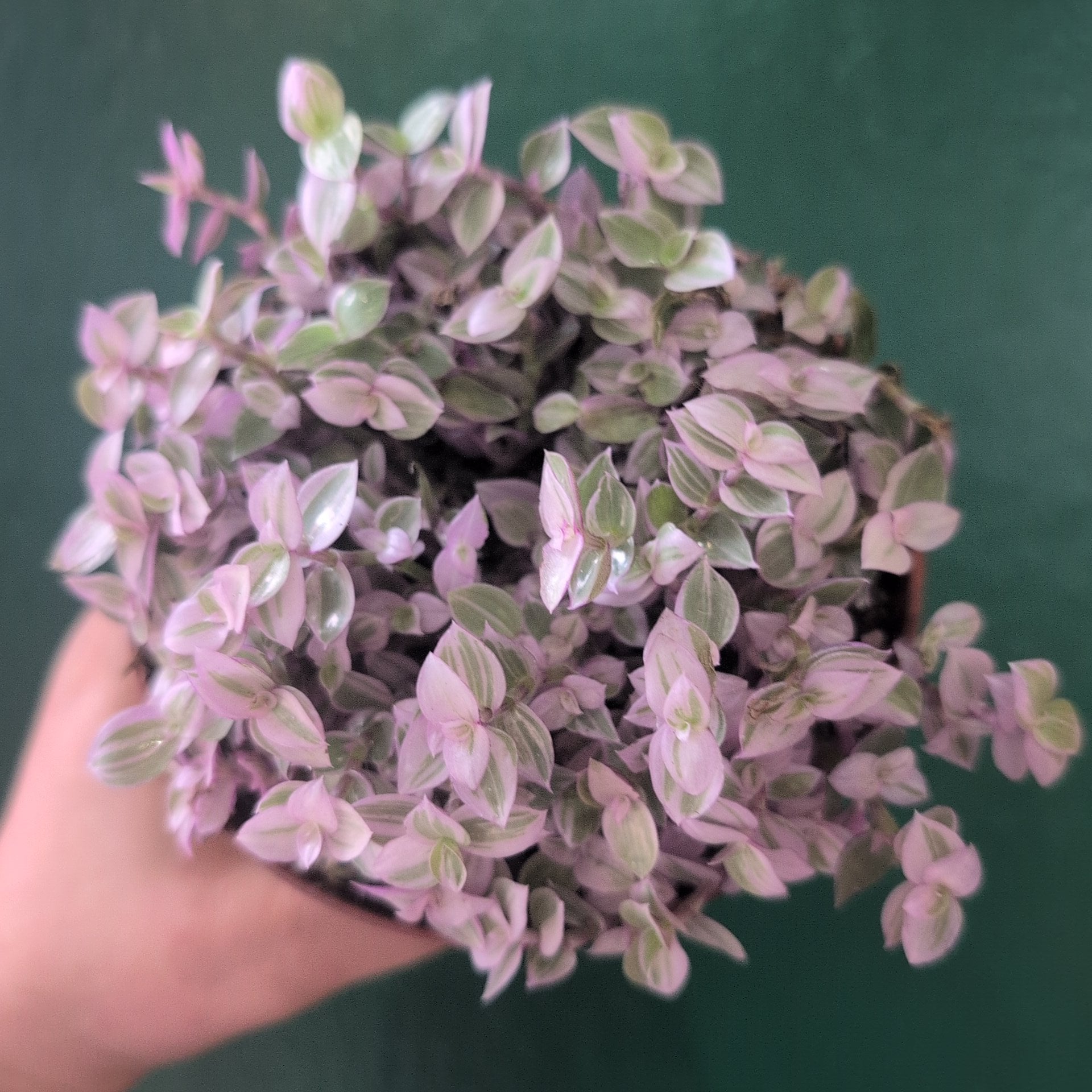 Callisia repens &