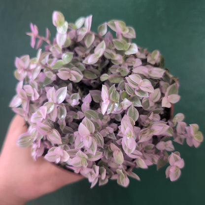 Callisia repens &