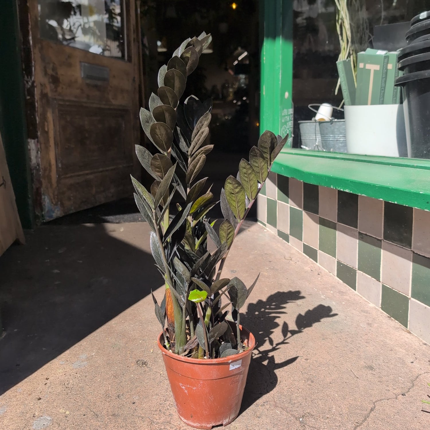 Zamioculcas zamiifolia &