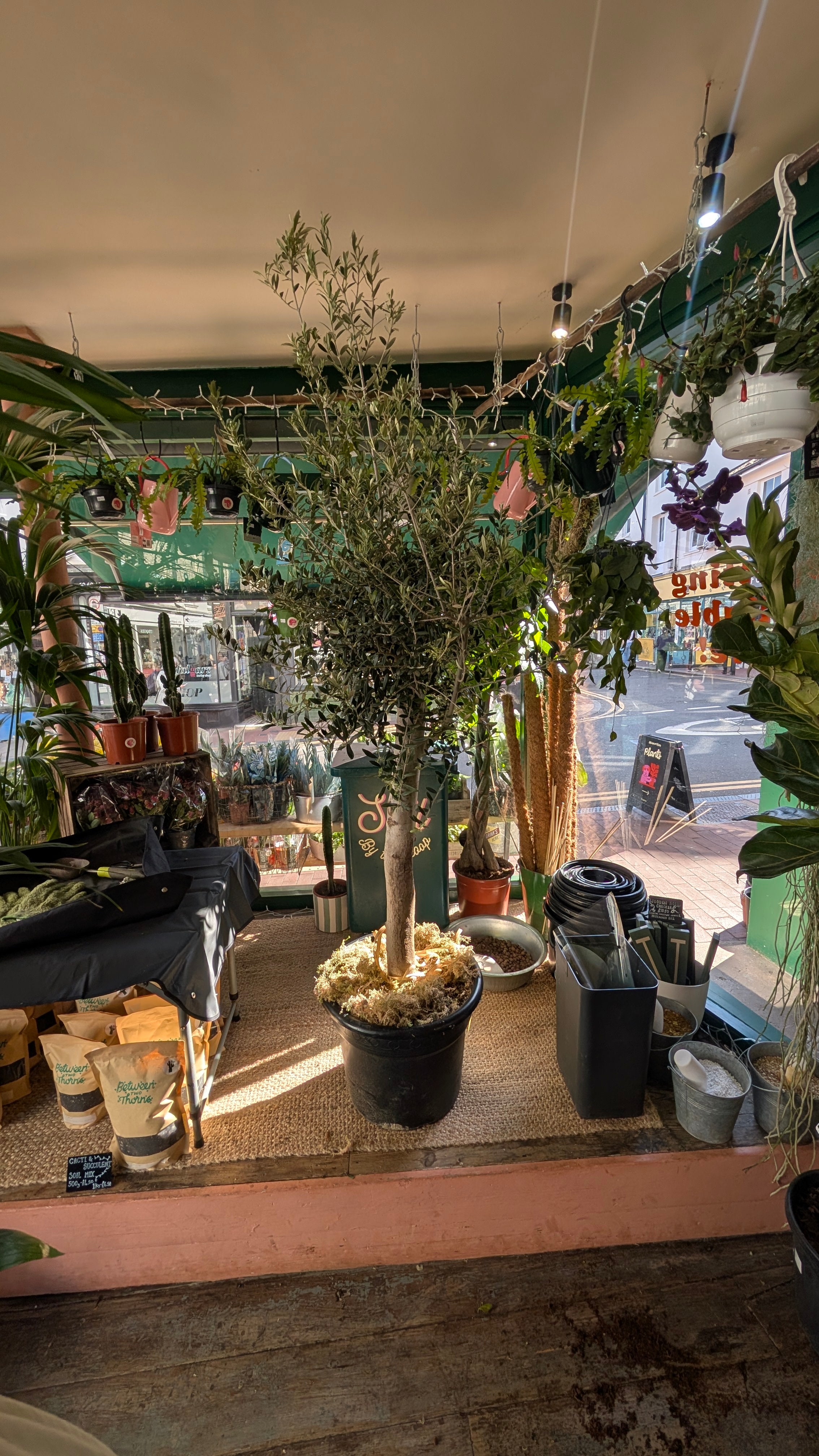 Olea plant (Olive Tree)
