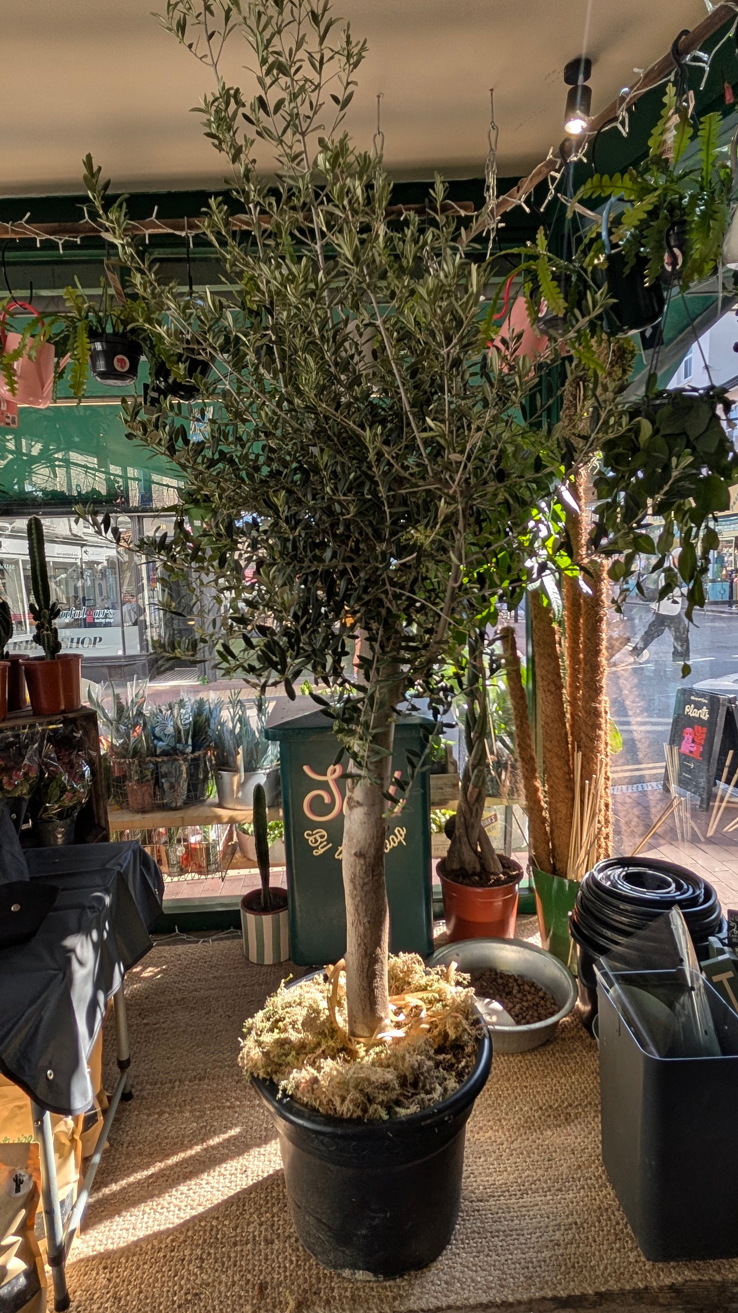 Olea plant (Olive Tree)