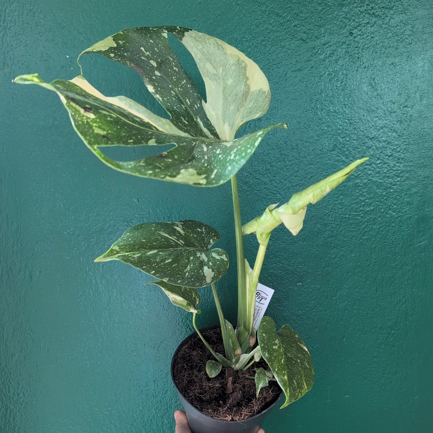 Monstera deliciosa &