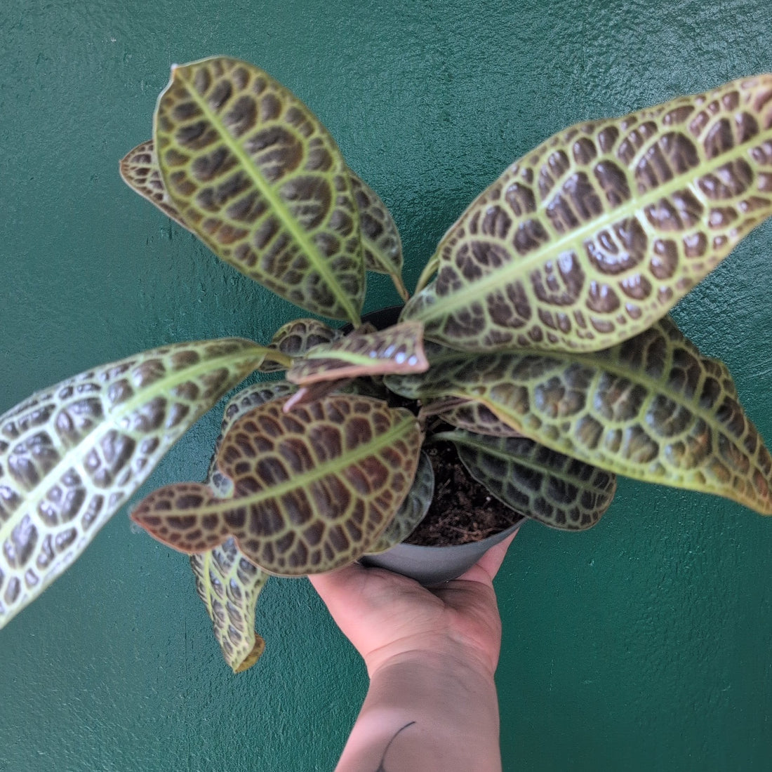 Labisia obtusifolia (Turtle Back)