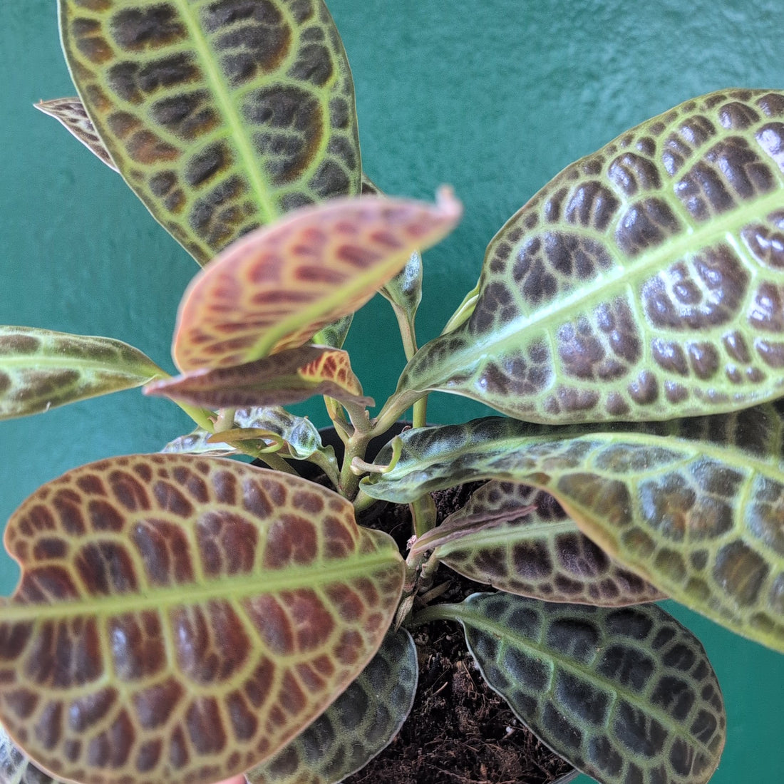 Labisia obtusifolia (Turtle Back)