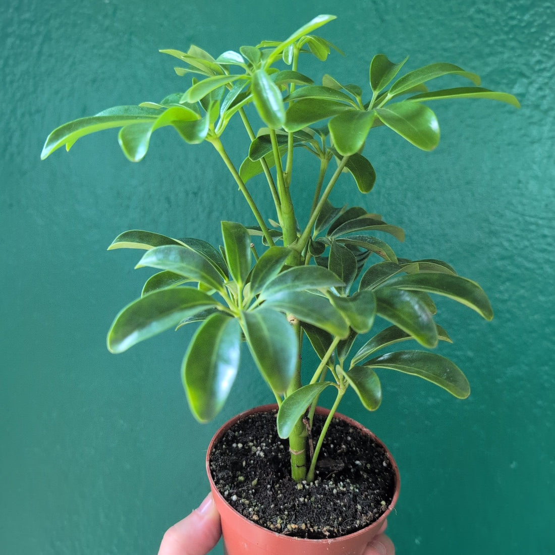 Schefflera arboricola &