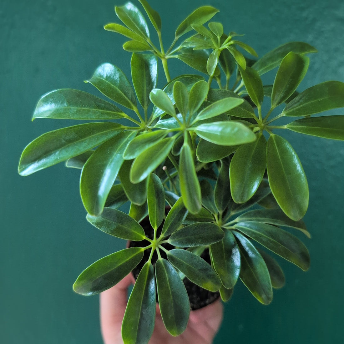 Schefflera arboricola &