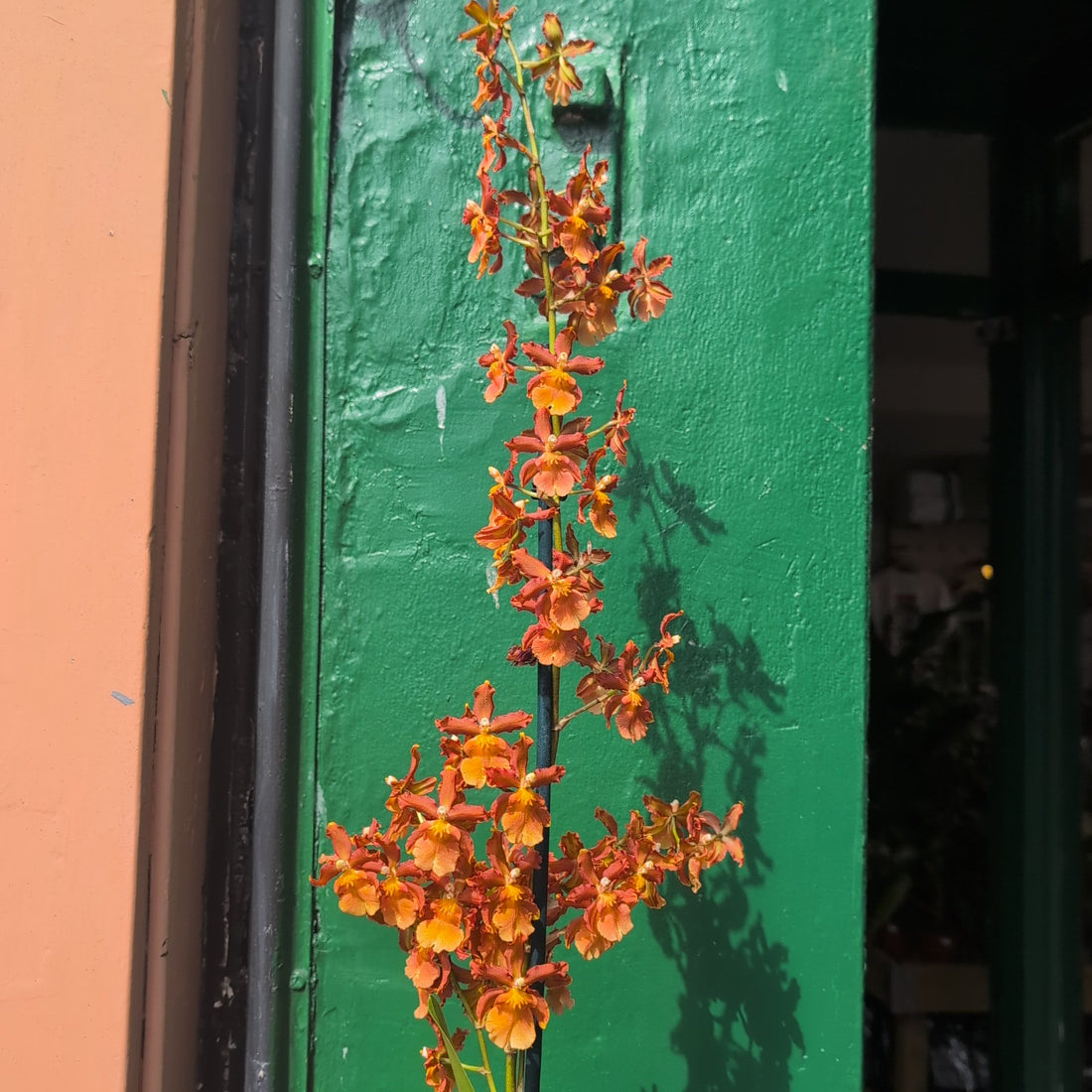 Colmanara Cambria Orchid (Catatante Orange)