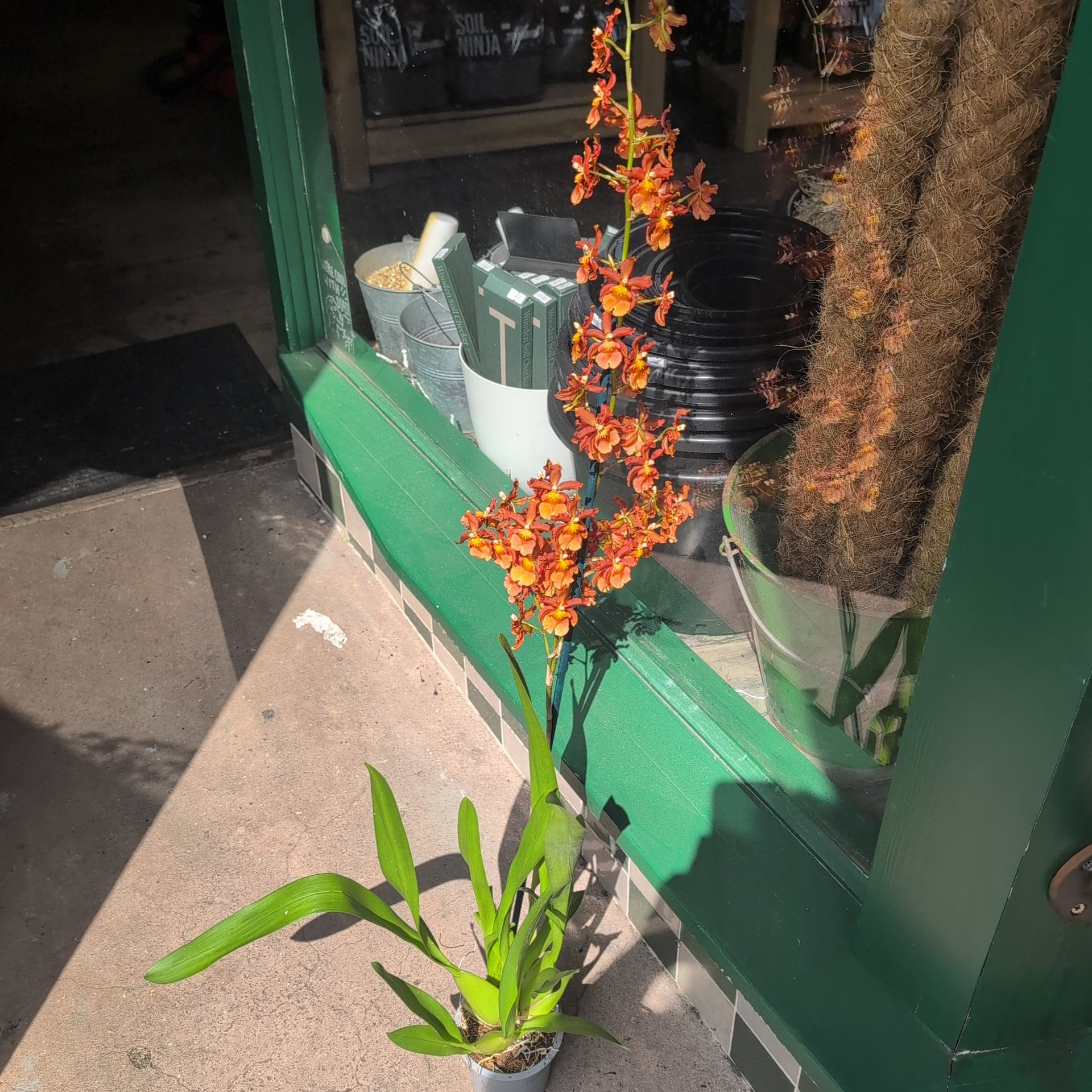 Colmanara Cambria Orchid (Catatante Orange)