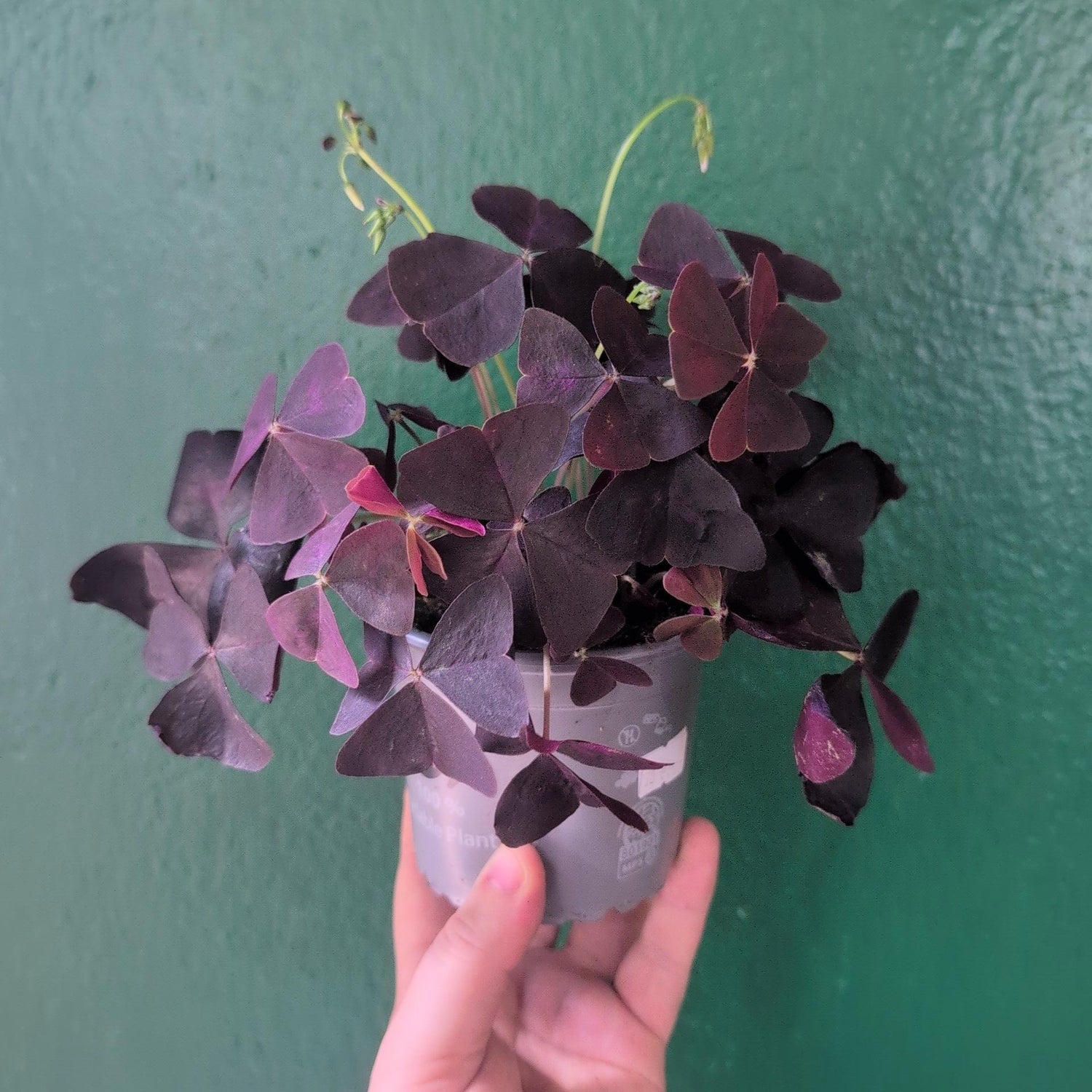 Oxalis triangularis (False Shamrock)