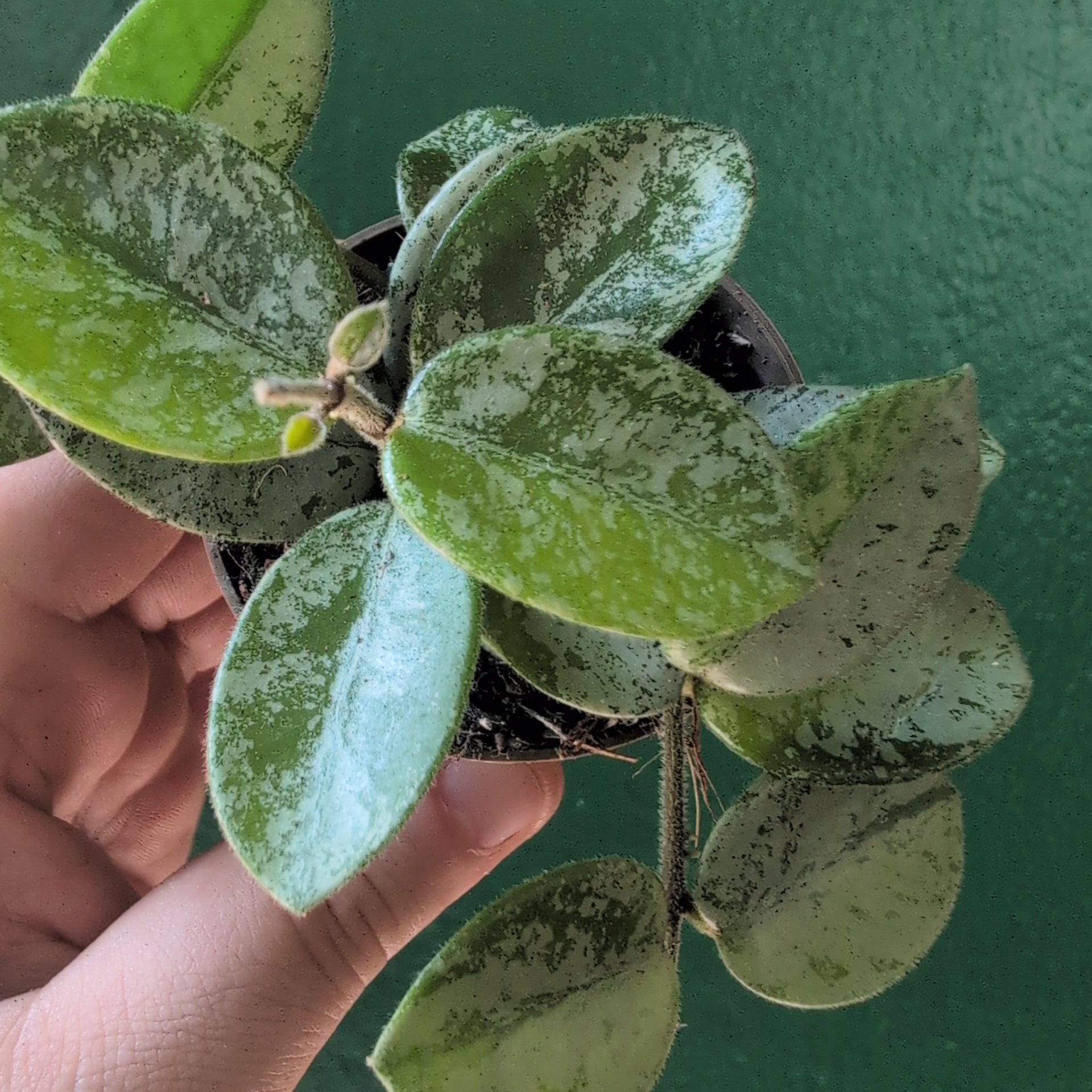 Hoya carnosa &