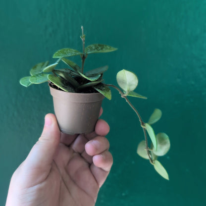 Hoya carnosa &