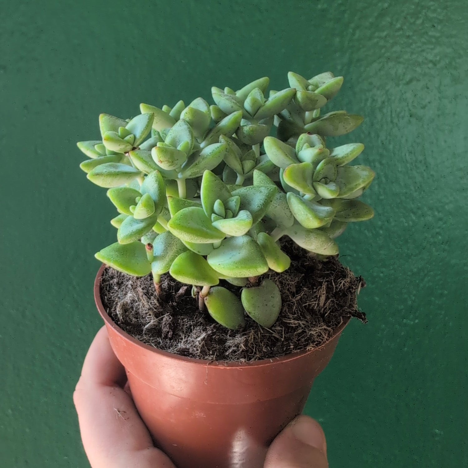 Crassula perforata (String of Buttons)