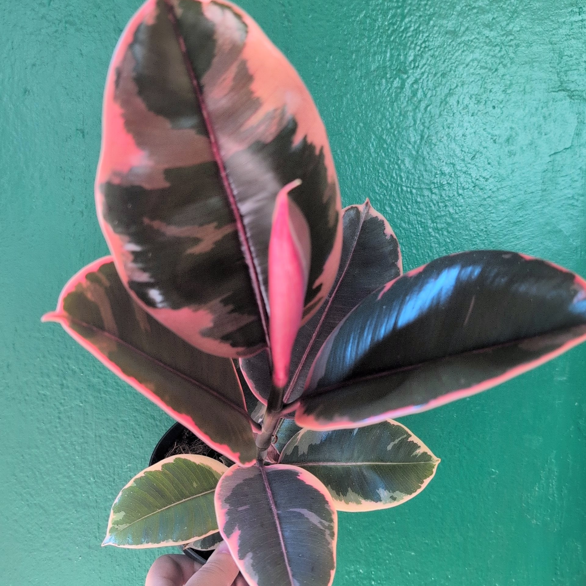 Ficus elastica (Rubber Plant)