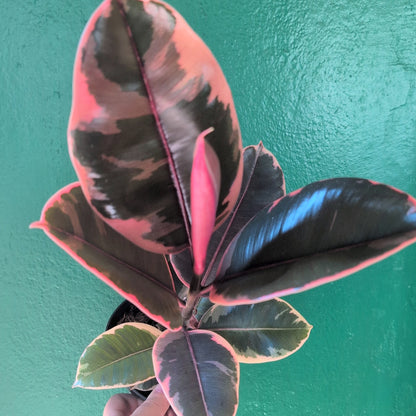 Ficus elastica (Rubber Plant)