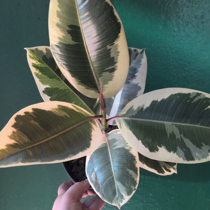 Ficus elastica (Rubber Plant)