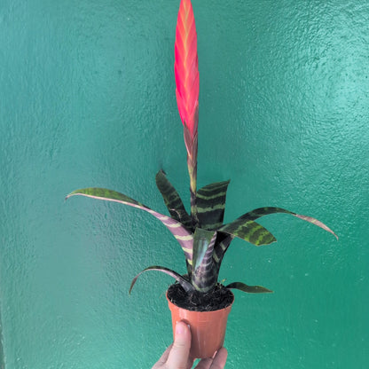 Vriesea splendens (Flaming Sword)
