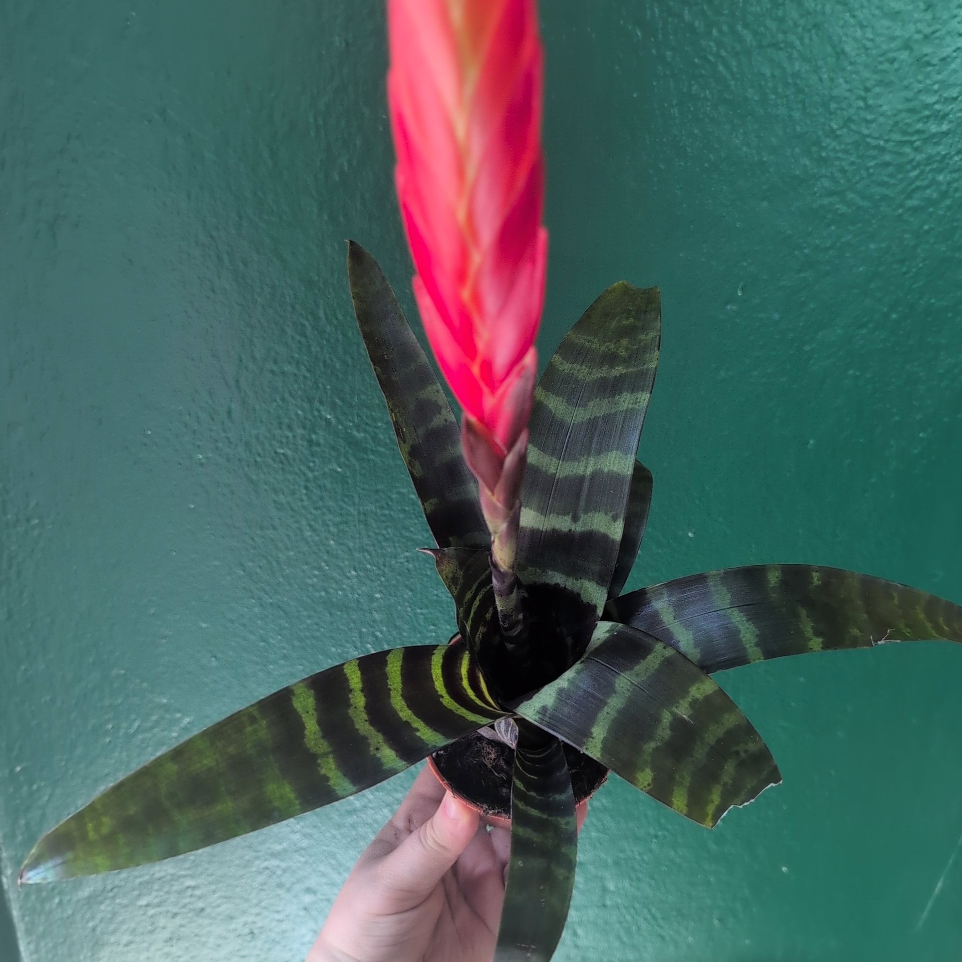 Vriesea splendens (Flaming Sword)