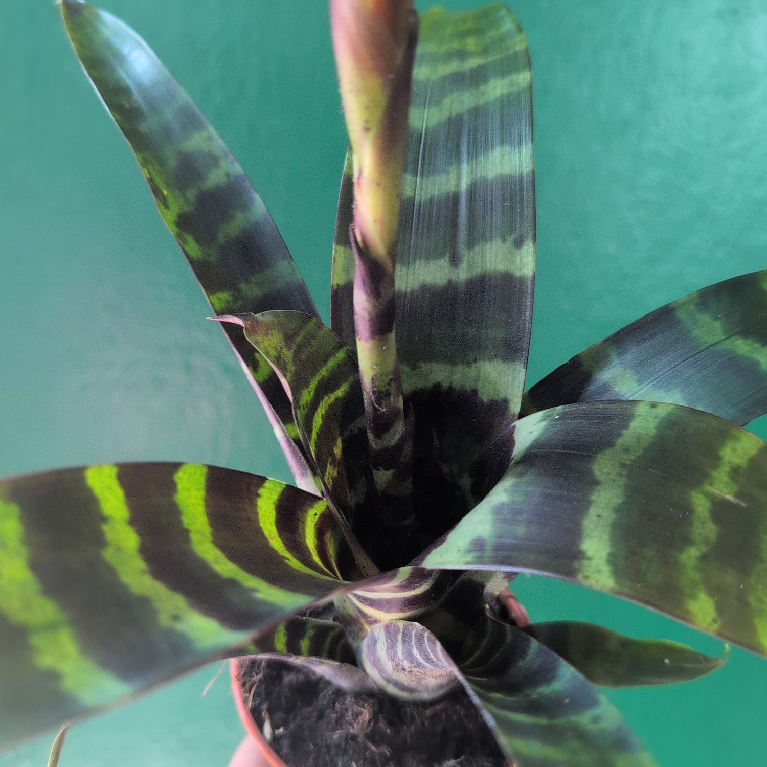Vriesea splendens (Flaming Sword)