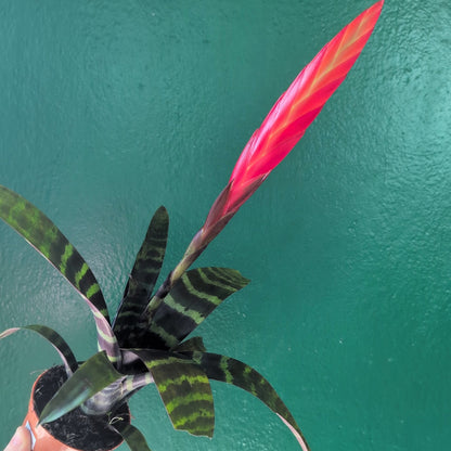Vriesea splendens (Flaming Sword)
