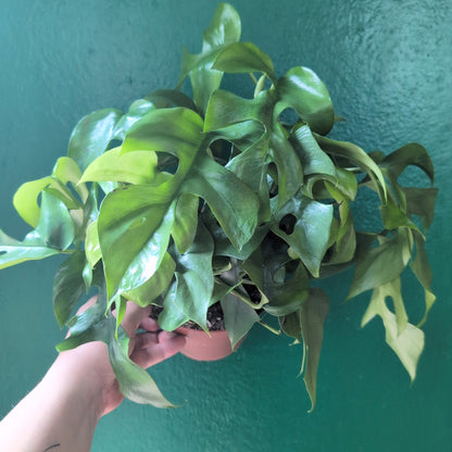 Rhaphidophora tetrasperma (Monstera Minima)