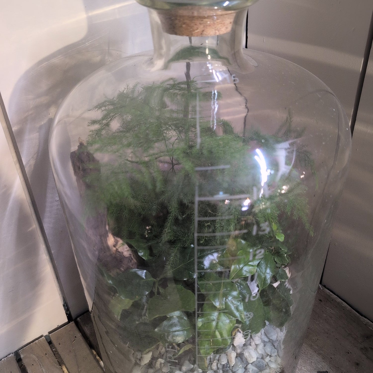 Apothecary Jar Terrarium