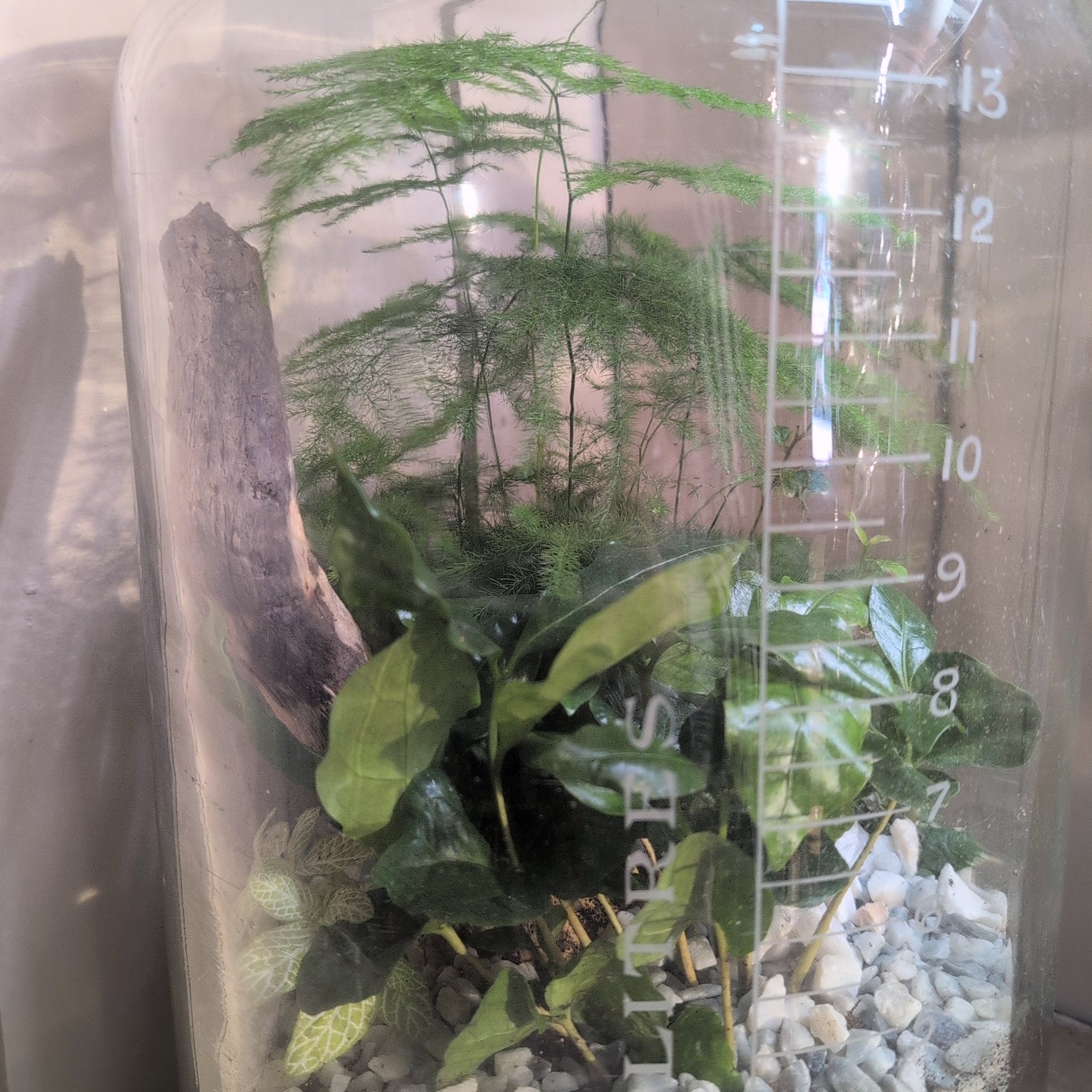 Apothecary Jar Terrarium