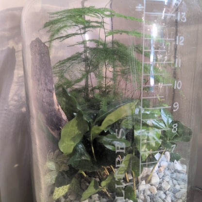 Apothecary Jar Terrarium
