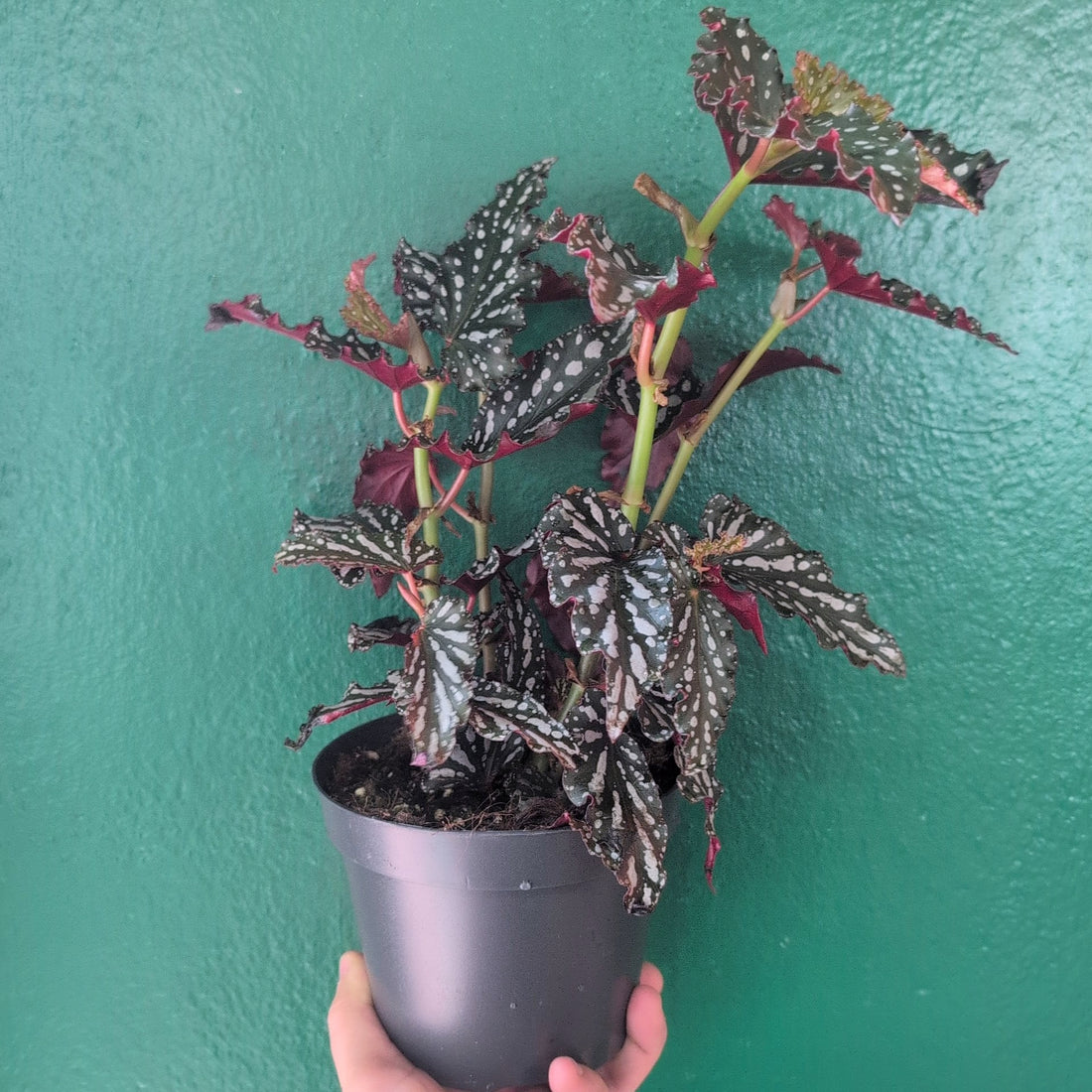 Begonia maculata &